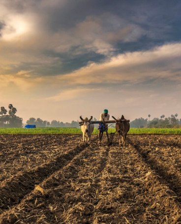 气候变化可能导致主食作物危机