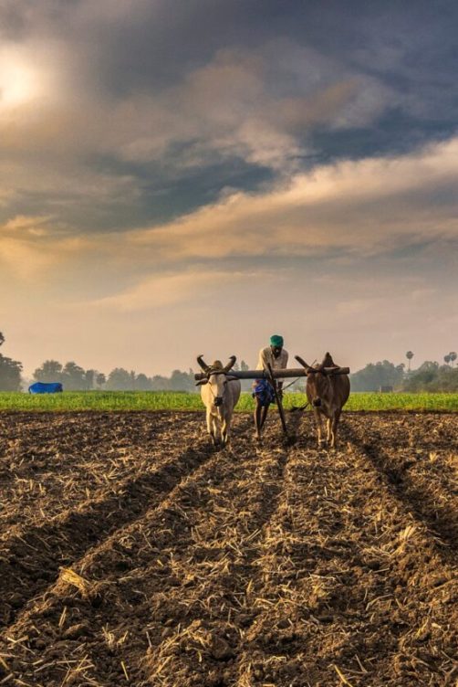 气候变化可能导致主食作物危机