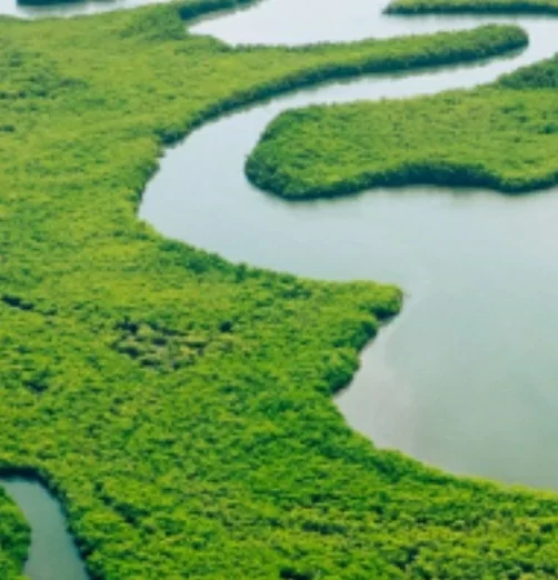 地球生命力报告:全球野生动物50年减少逾七成