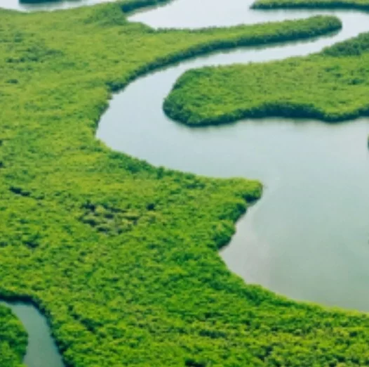 地球生命力报告：全球野生动物50年减少逾七成