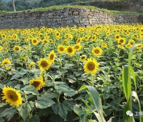 河南李福贵—贫瘠土地上开出的向日葵