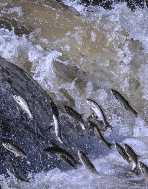 壮丽的生命史诗——鱼类洄游