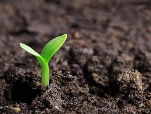 熵增中不可思议的生命现象