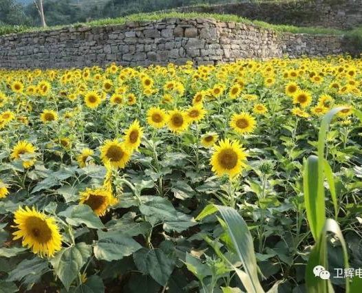 河南李福贵—贫瘠土地上开出的向日葵