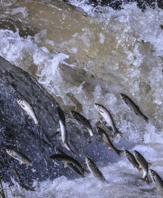 壮丽的生命史诗——鱼类洄游